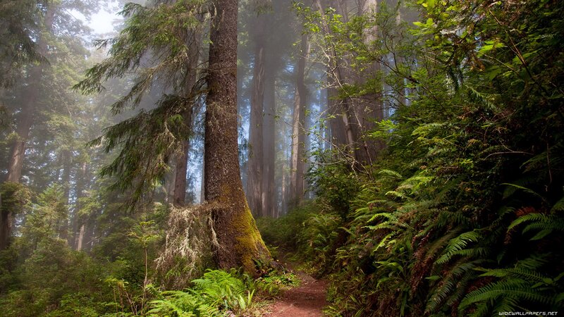 Misty forest trail with redwoods