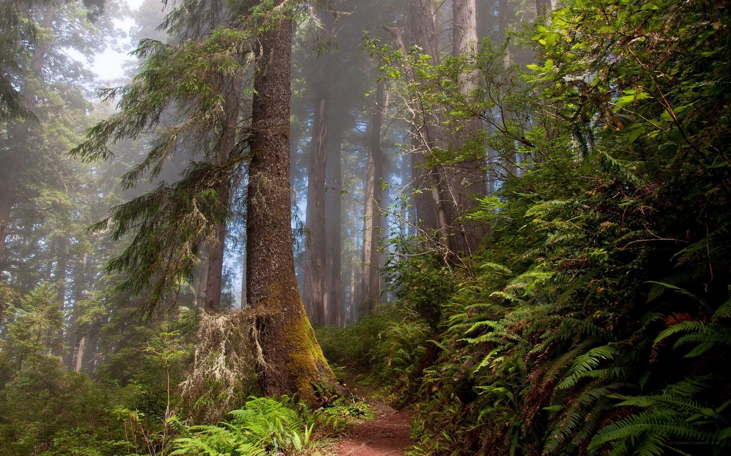 Misty forest trail with redwoods