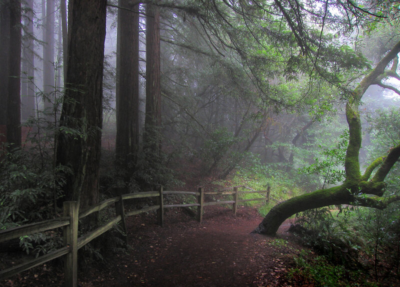 Misty forest trail with wooden fence