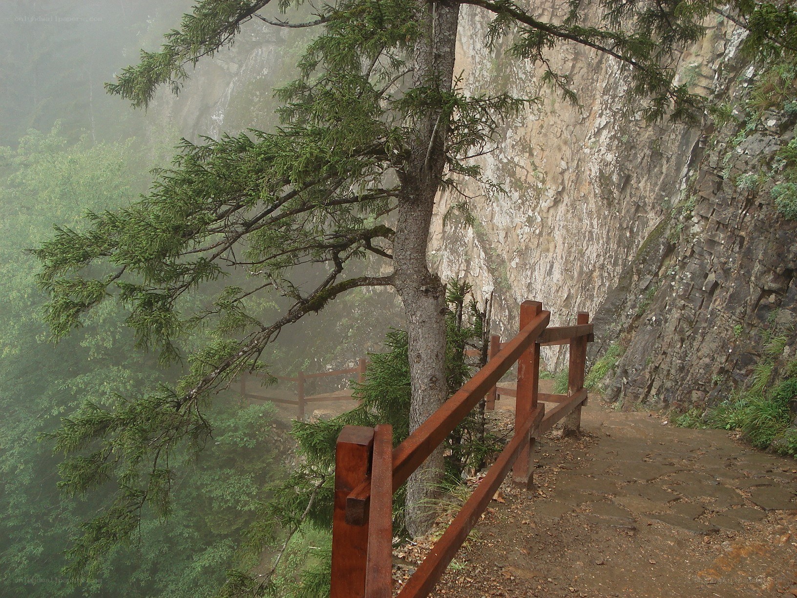 Misty forest trail with wooden railing