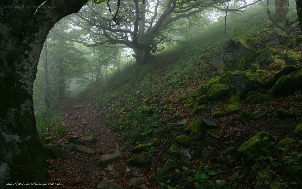 Misty forest trail