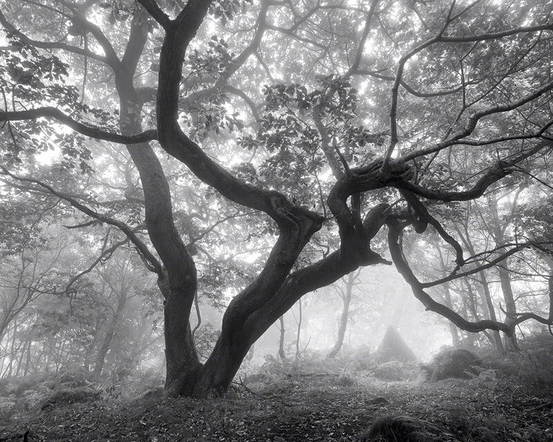 Misty forest tree