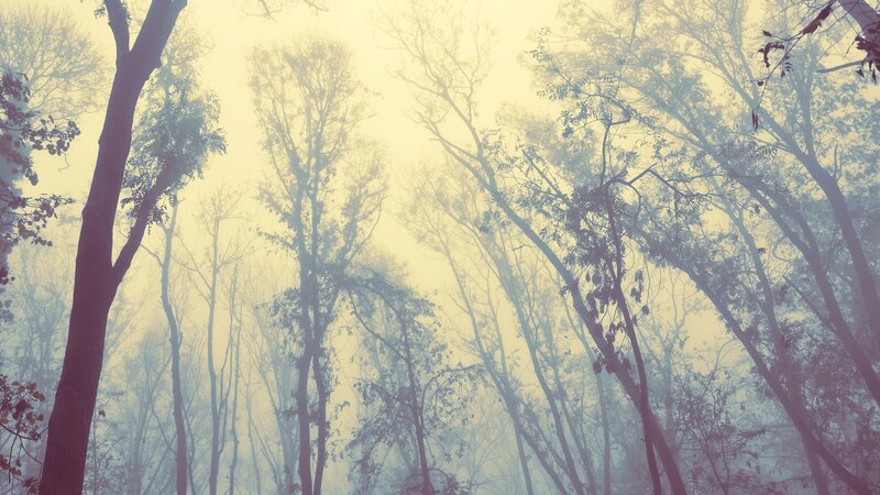 Misty forest trees