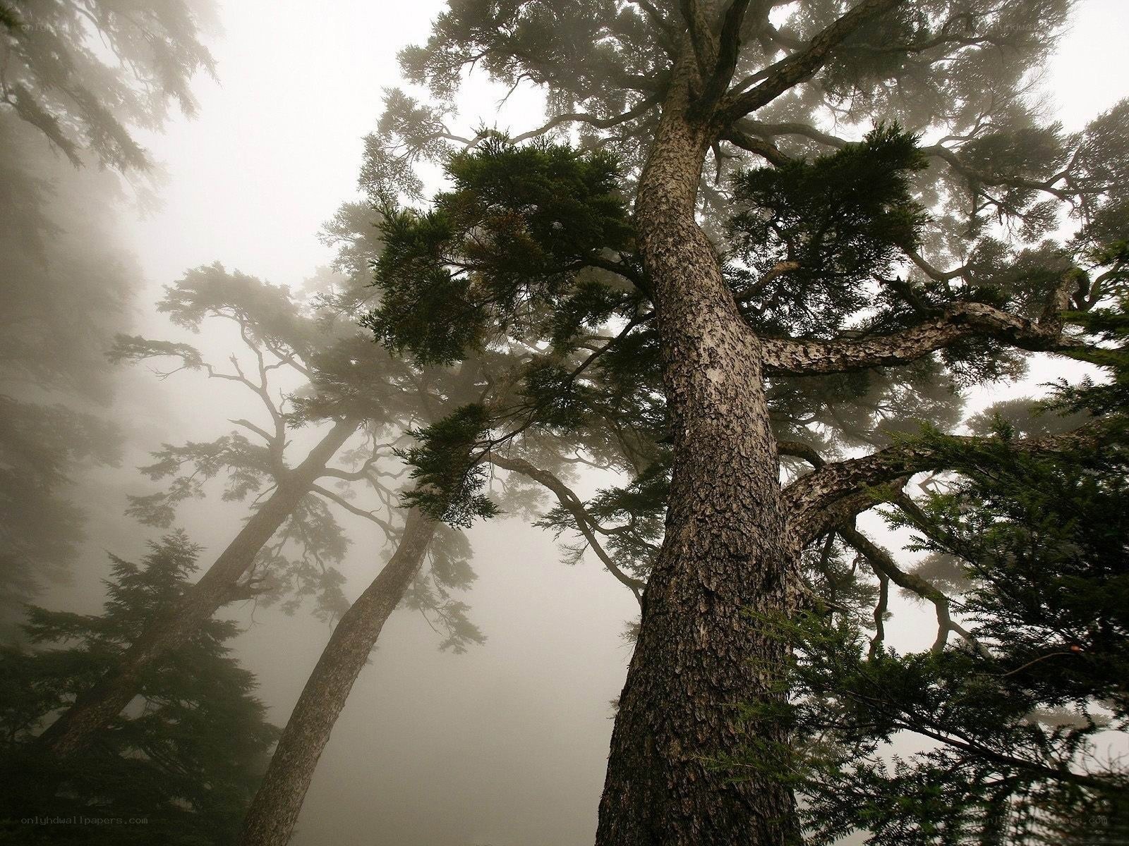 Misty forest trees