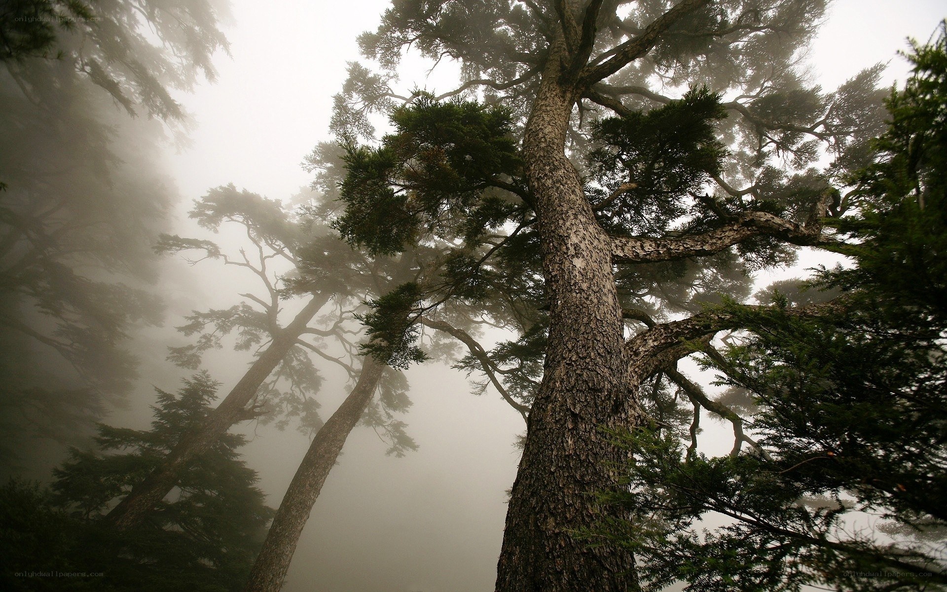 Misty forest trees
