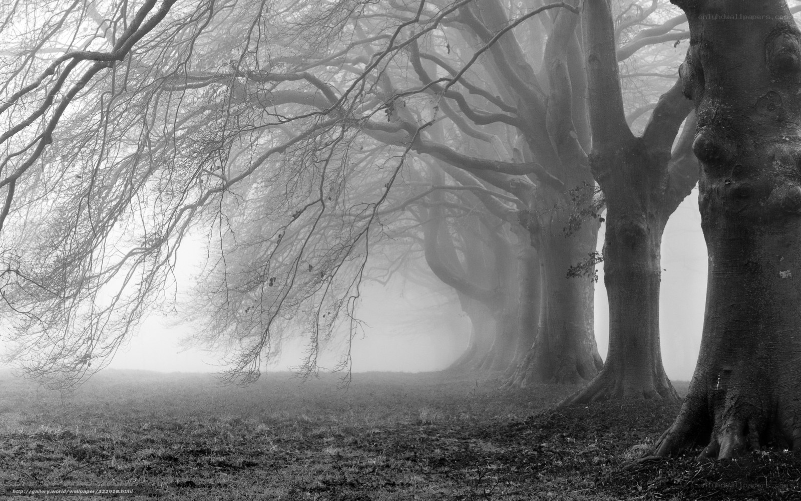 Misty forest trees