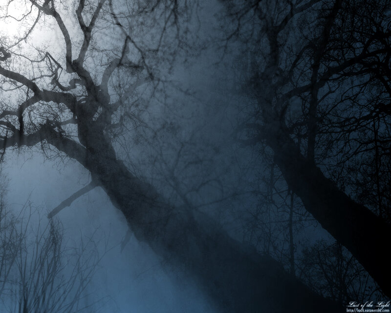 Misty forest trees