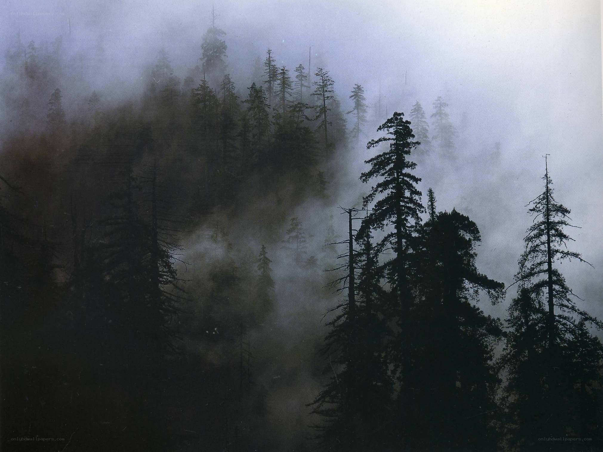 Misty forest trees