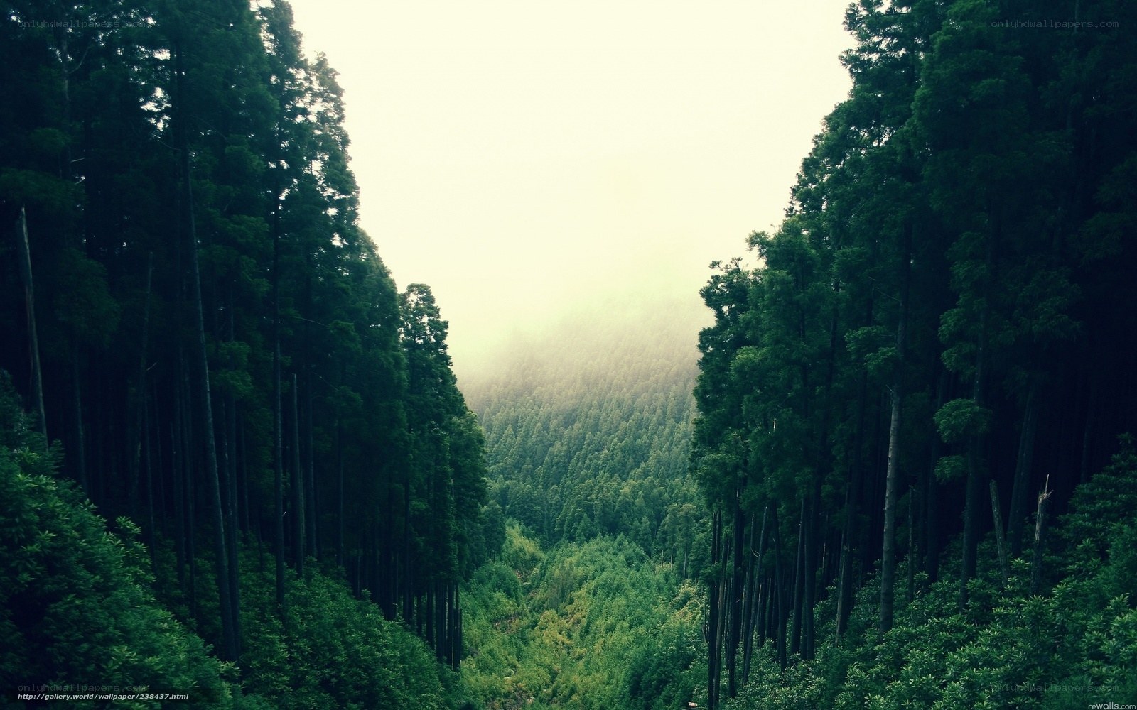 Misty forest valley