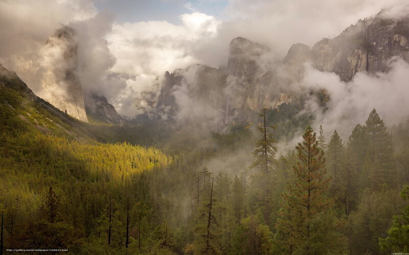 Misty forest valley