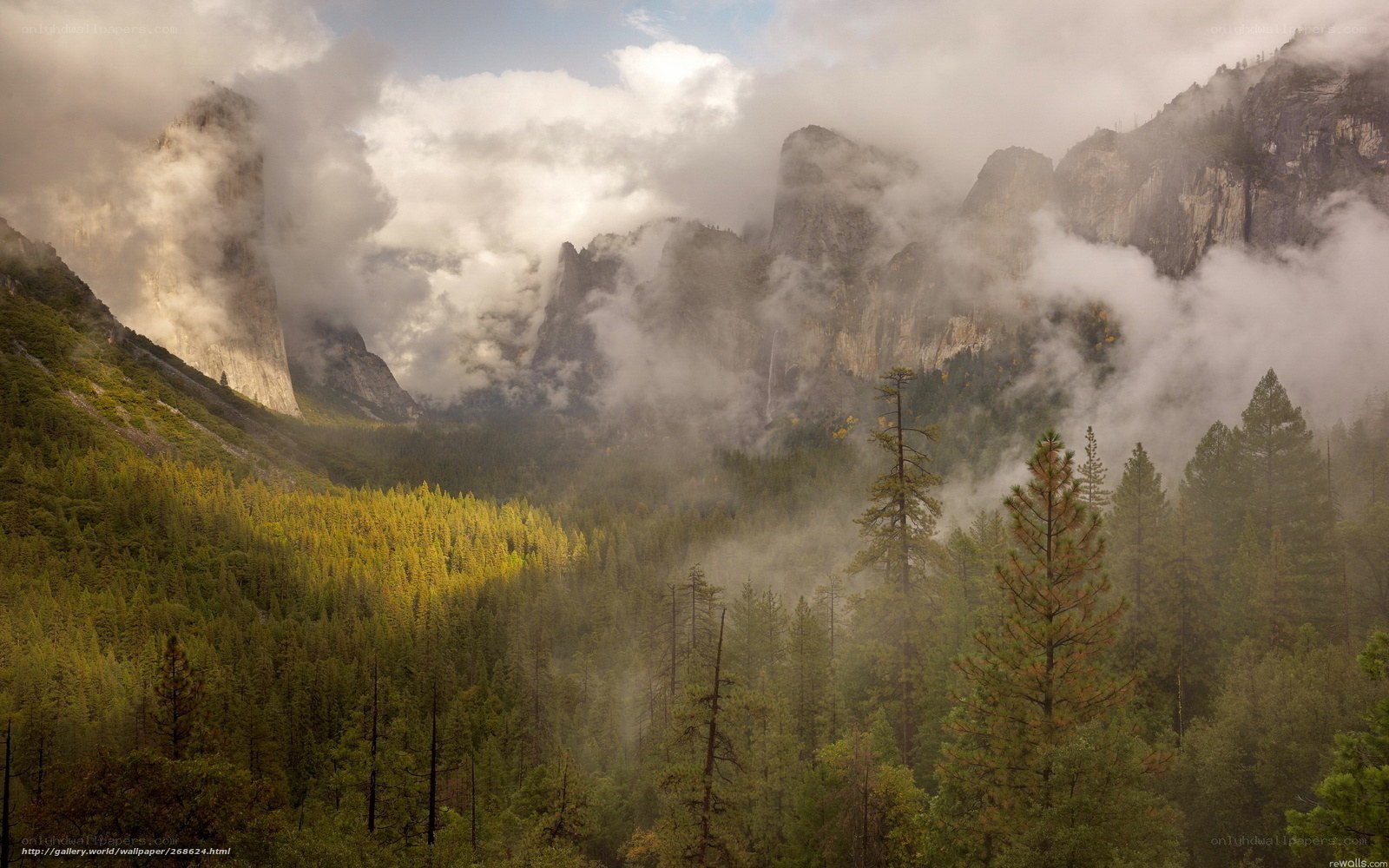 Misty forest valley