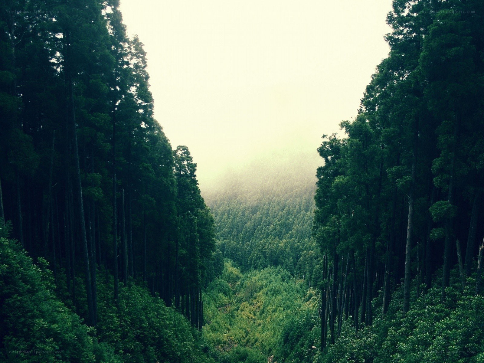 Misty forest valley