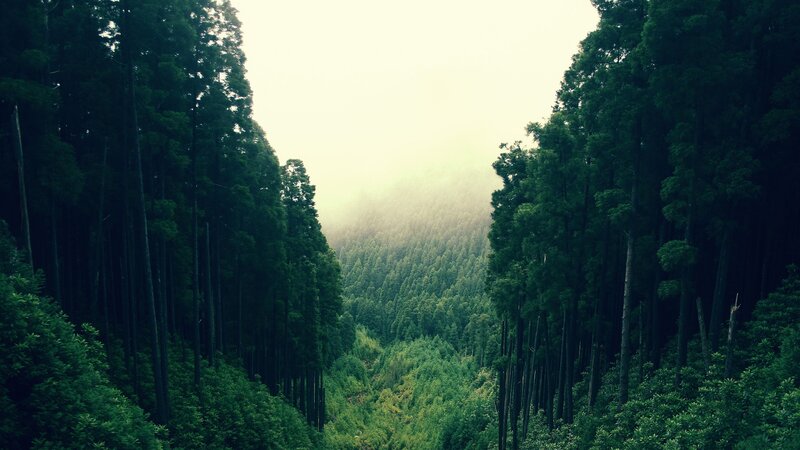Misty forest valley
