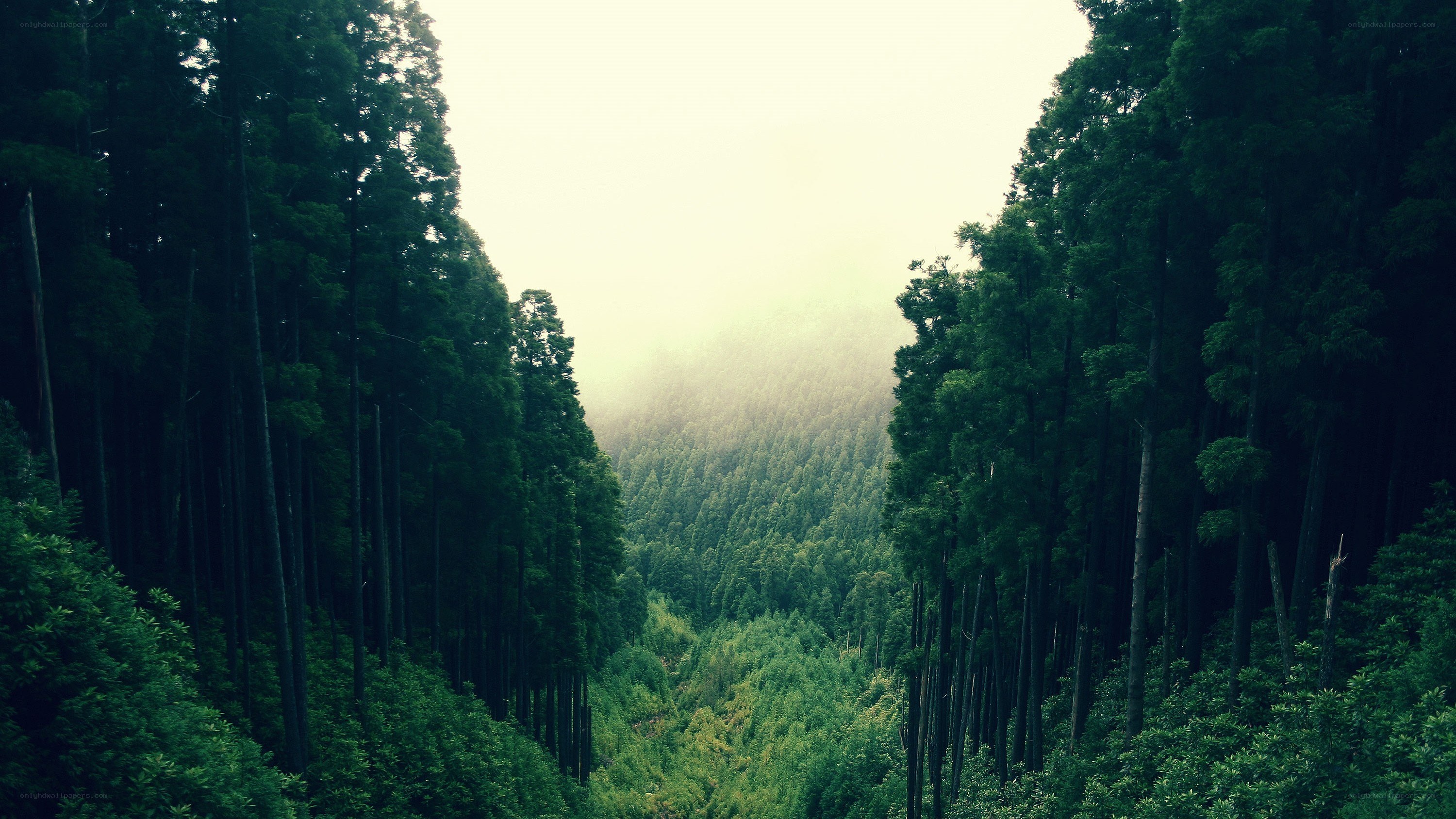 Misty forest valley
