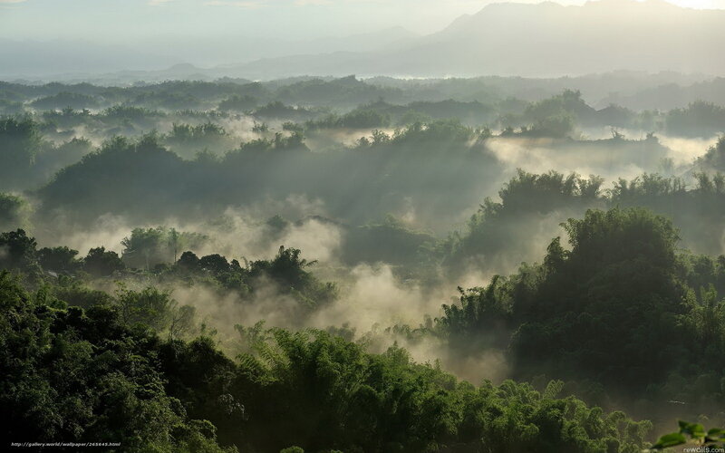 Misty Forest Valley at Dawn