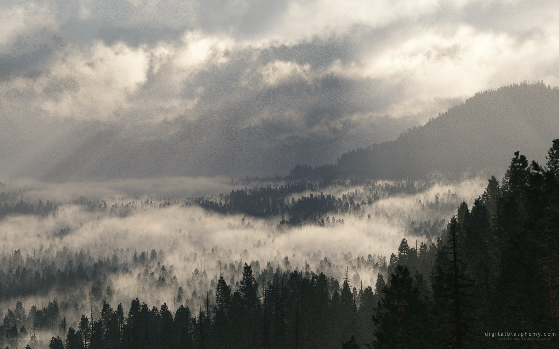 Misty Forest Valley at Dawn