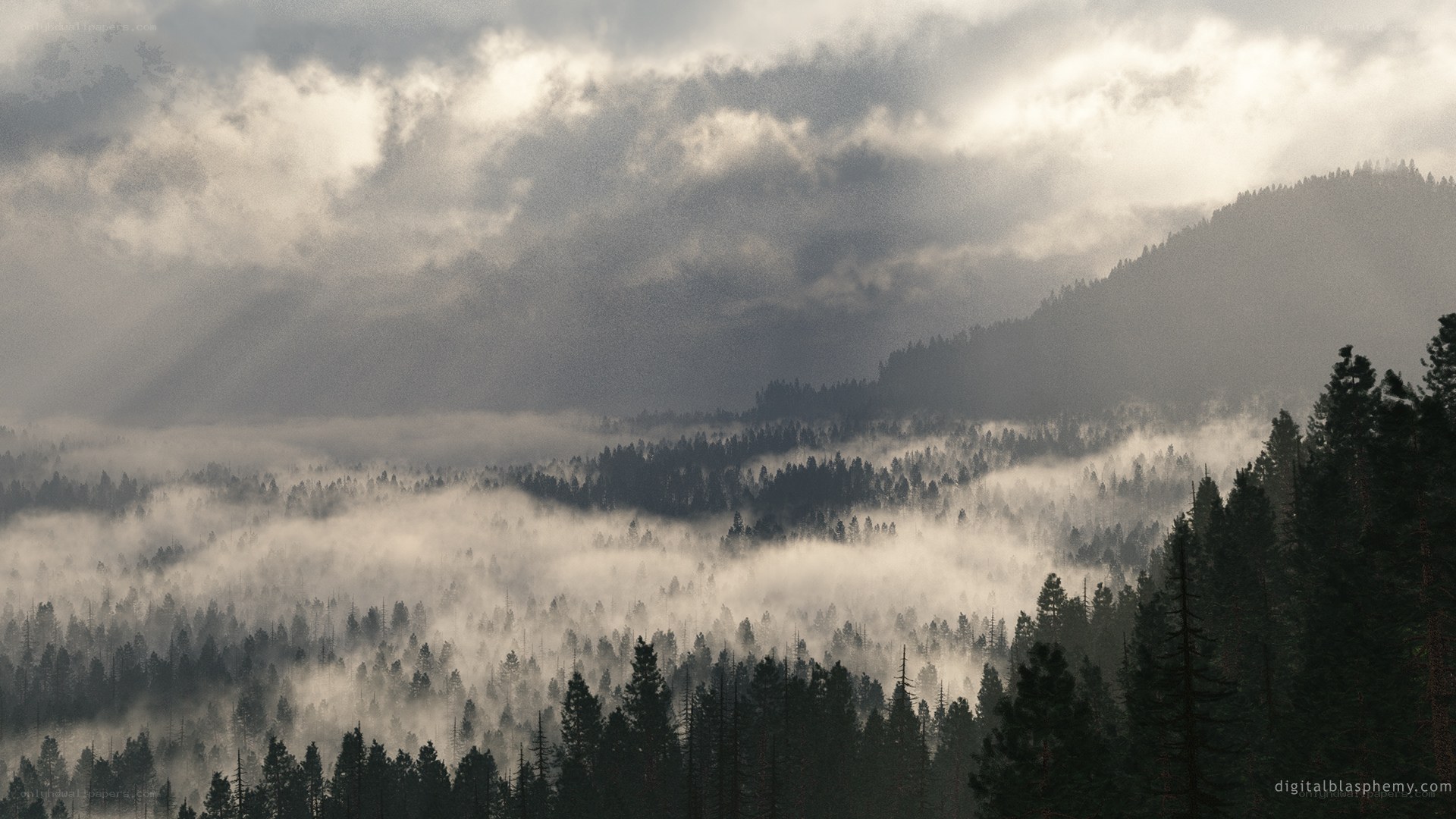 Misty forest valley at dawn