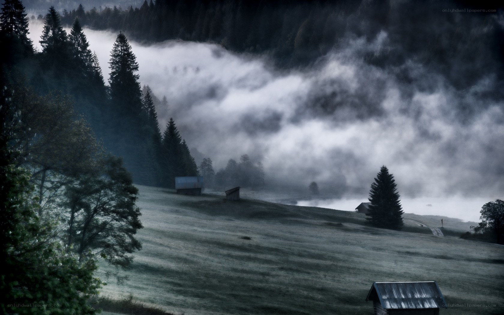 Misty forest valley at dawn