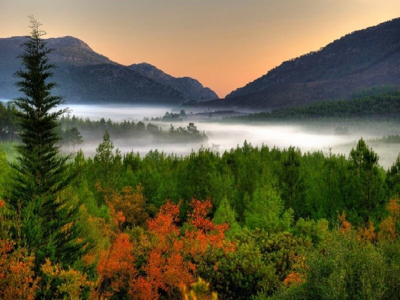 Misty forest valley at sunrise