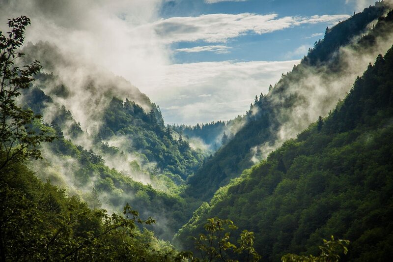 Misty Forest Valley — Green, Serene, Morning, Photograph, Mountains