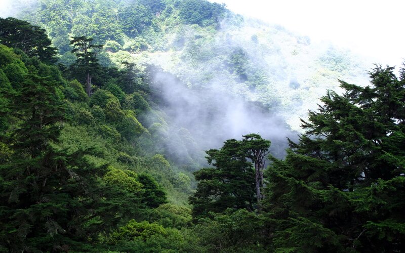 Misty Forest Valley — Green, Serene, Morning, Photograph, Trees, Fog, Mountain