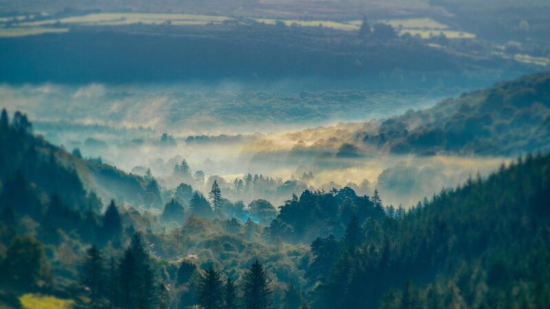 Misty Forest Valley — Green, Serene, Morning, Photograph, Trees, Fog