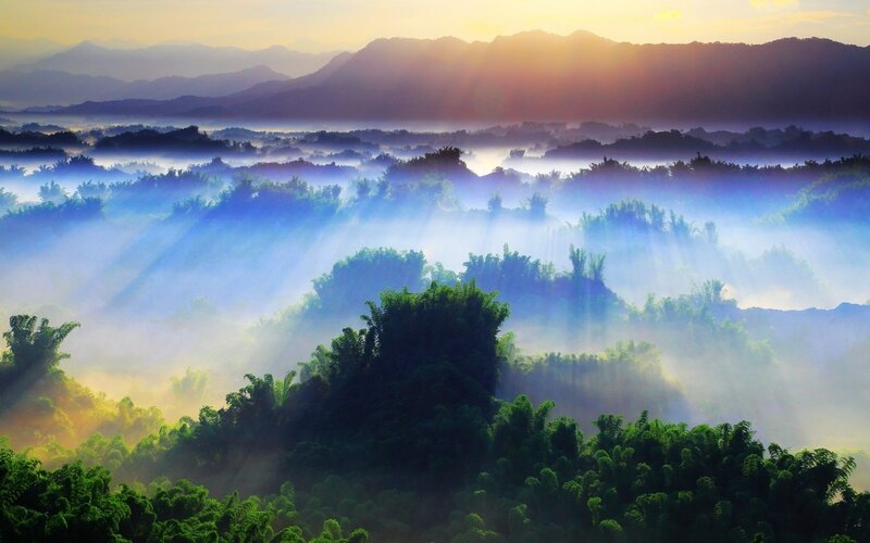 Misty Forest Valley — Green, Serene, Sunrise