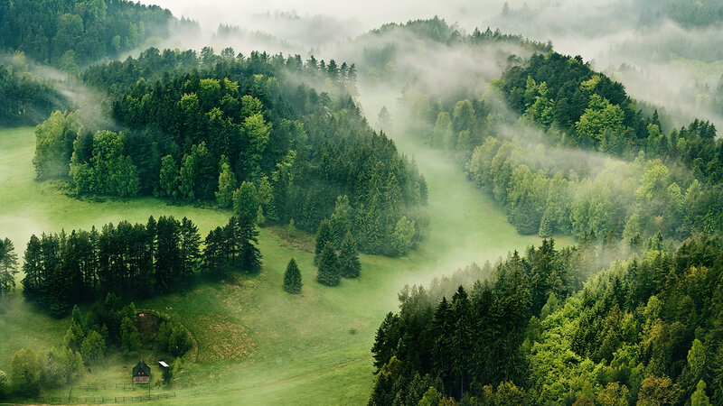 Misty Forest Valley — Green, Serene