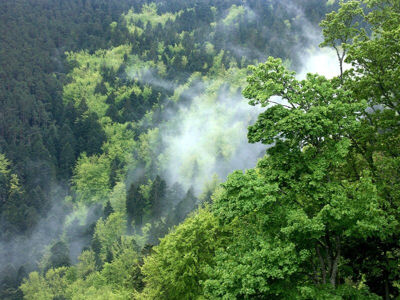 Misty Forest Valley — Green