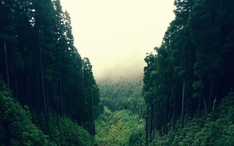 Misty forest valley view