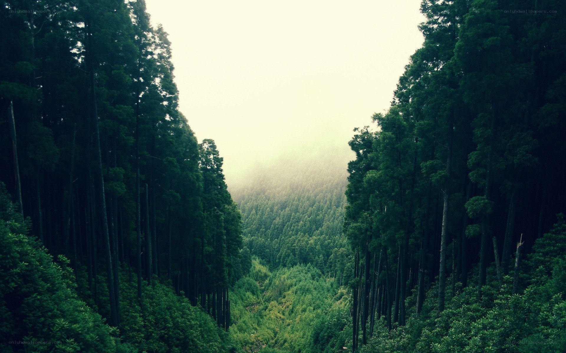 Misty forest valley view