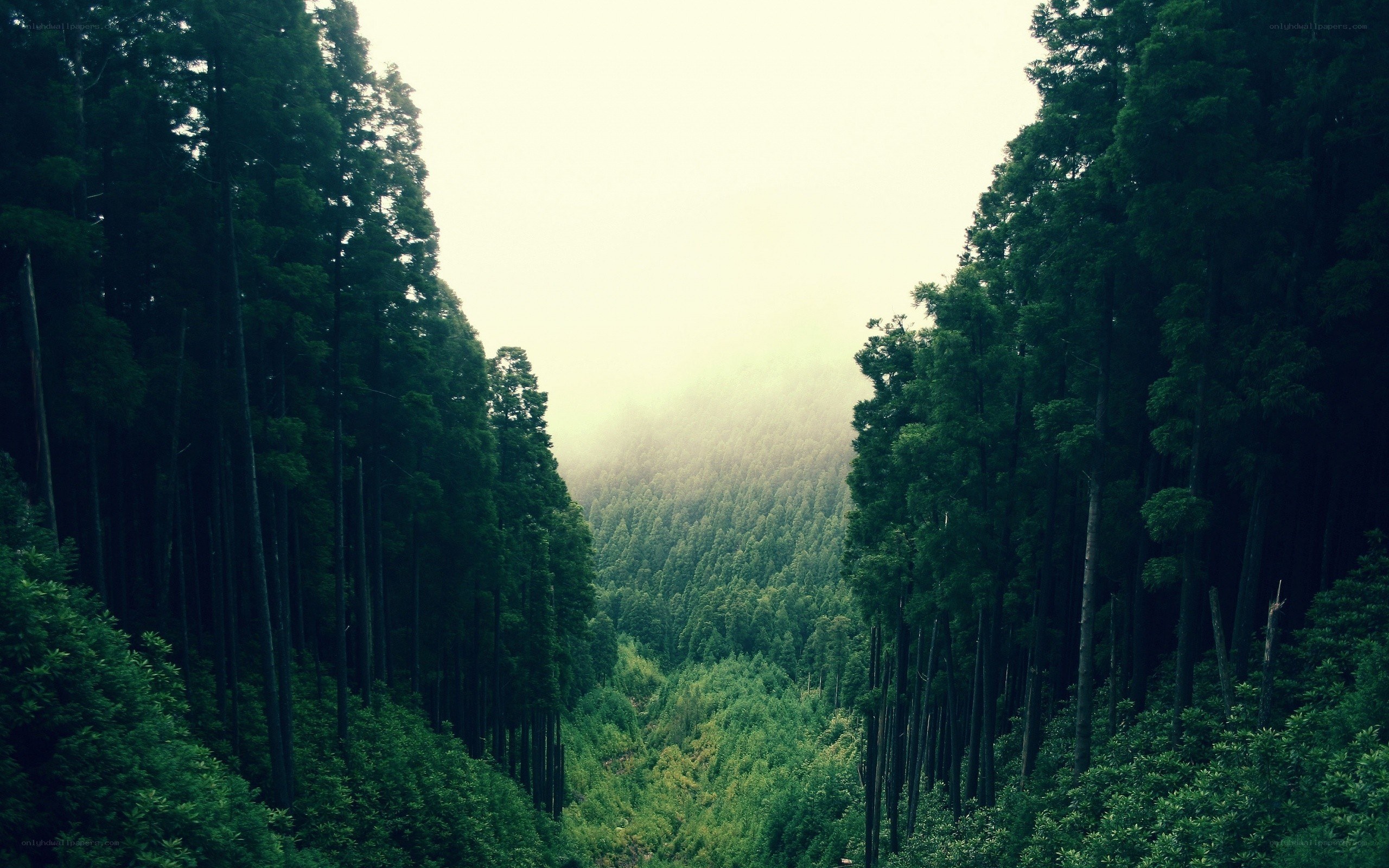 Misty forest valley view