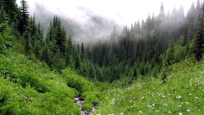 Misty forest valley with stream