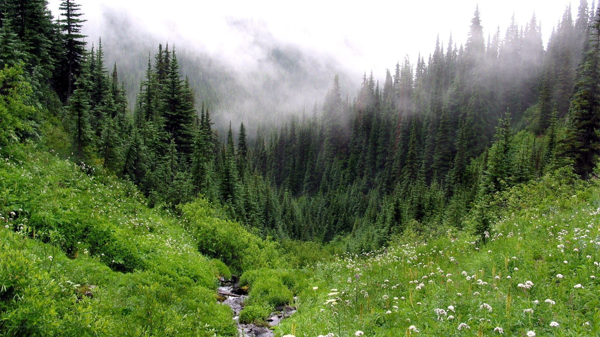 Misty forest valley with stream