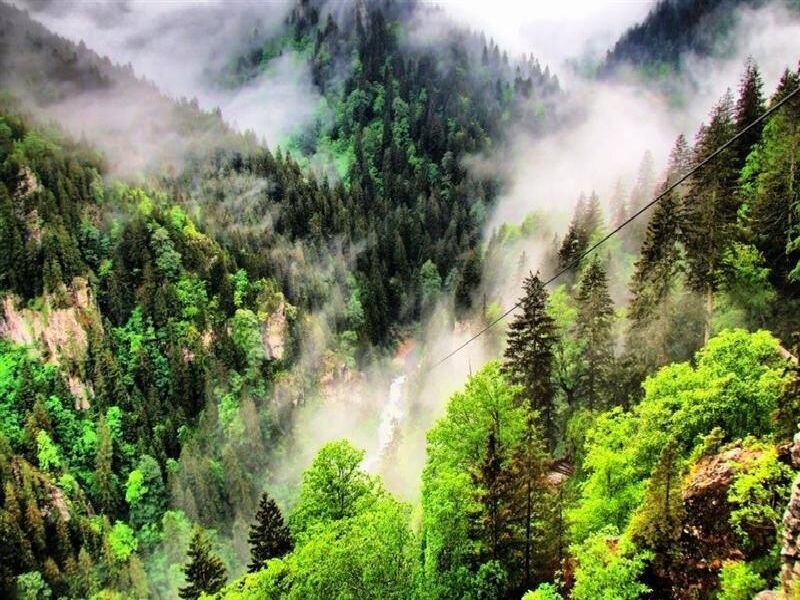 Misty forest valley with waterfall
