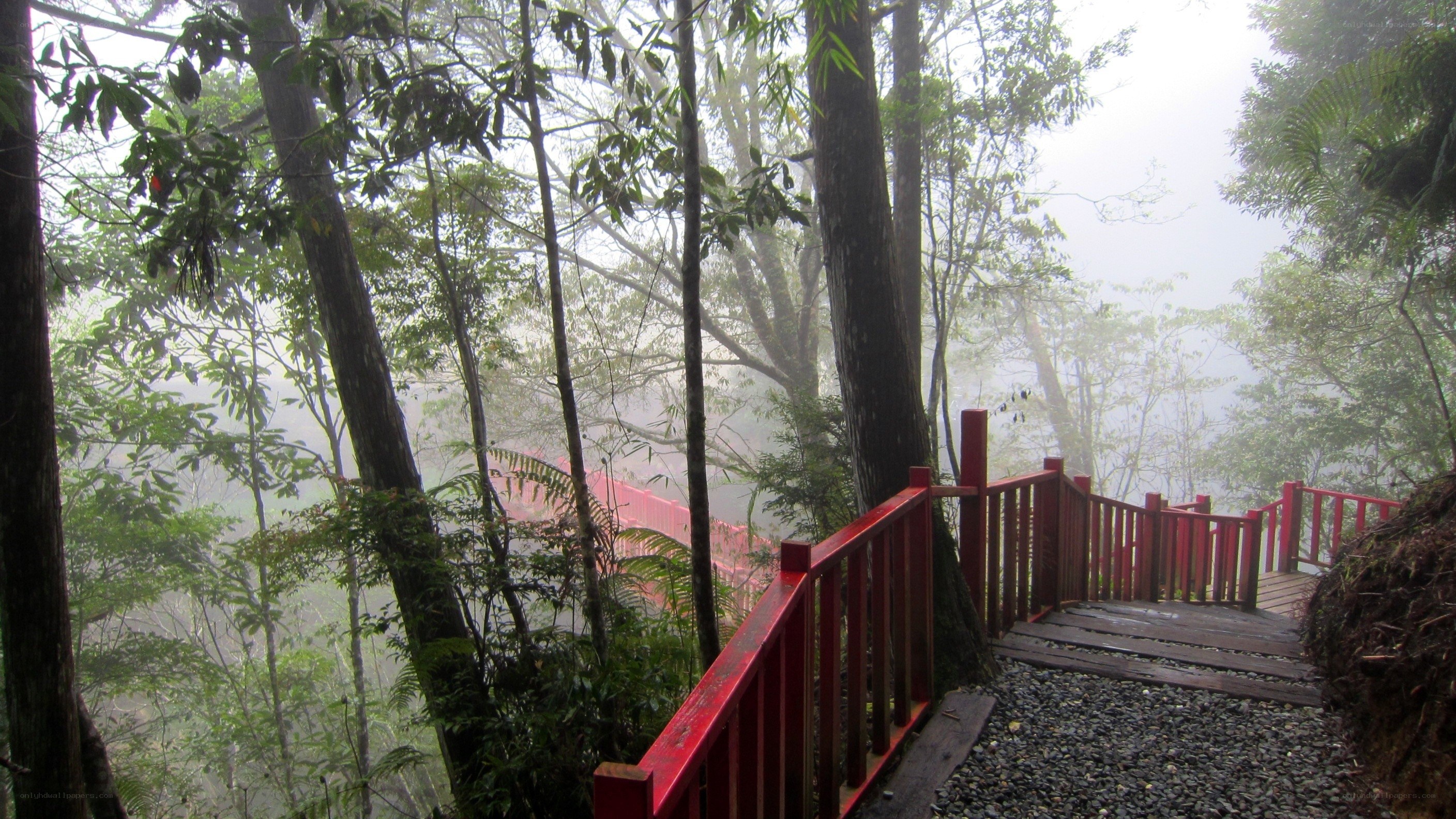 Misty forest walkway