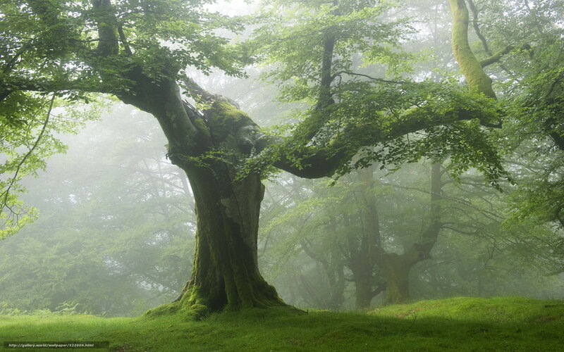 Misty forest with ancient tree
