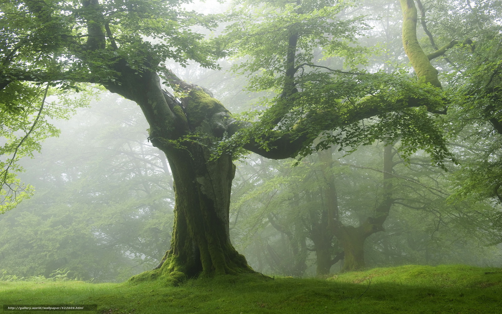 Misty forest with ancient tree