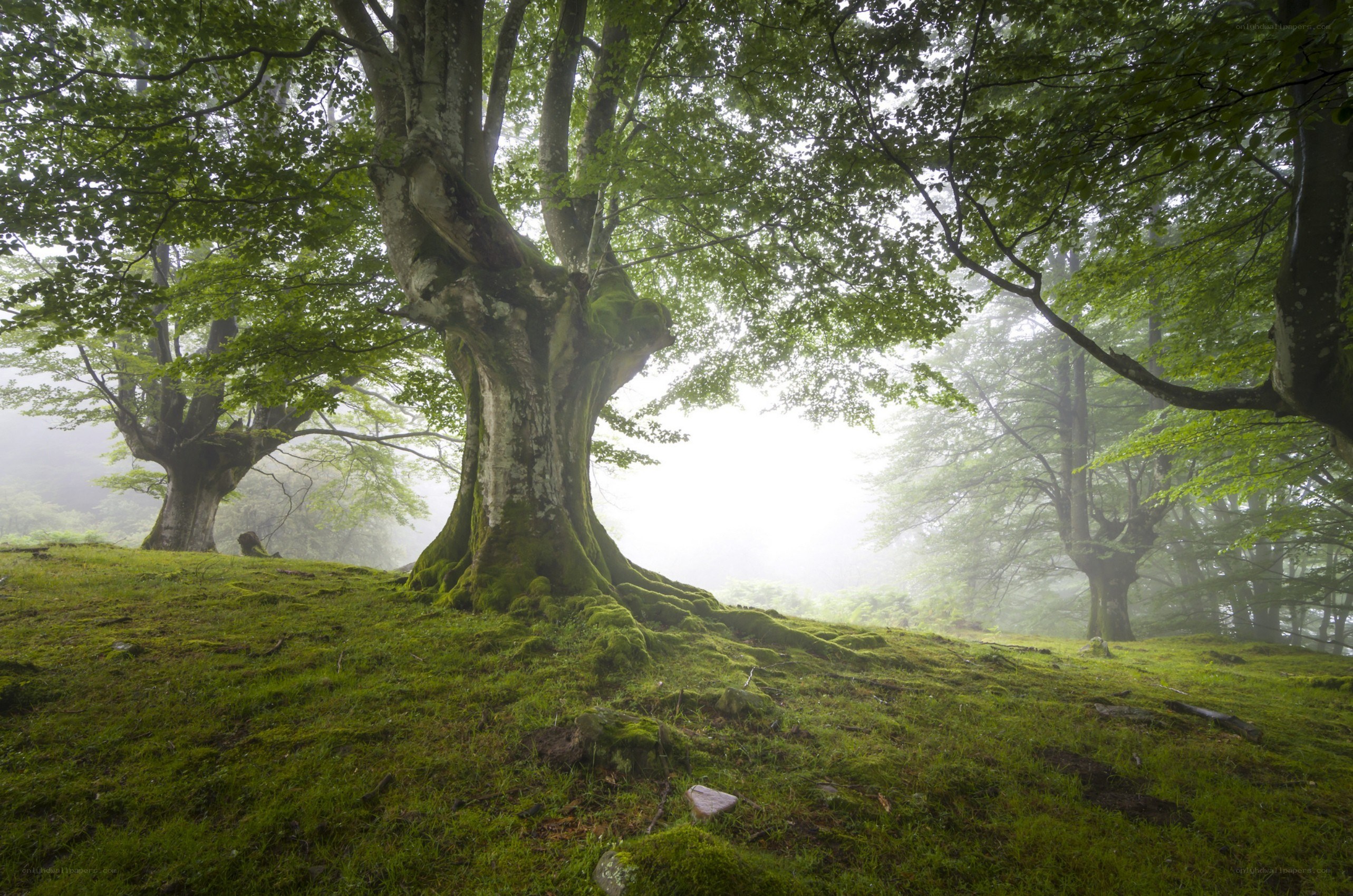 Misty forest with ancient trees