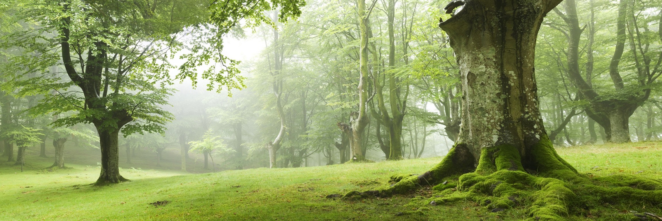 Misty forest with ancient trees