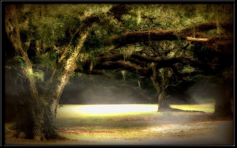 Misty forest with ancient trees