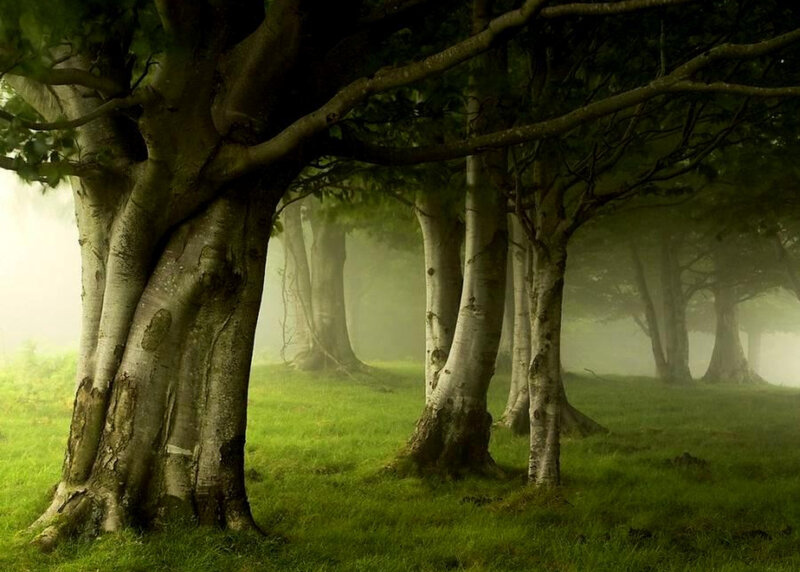 Misty forest with ancient trees