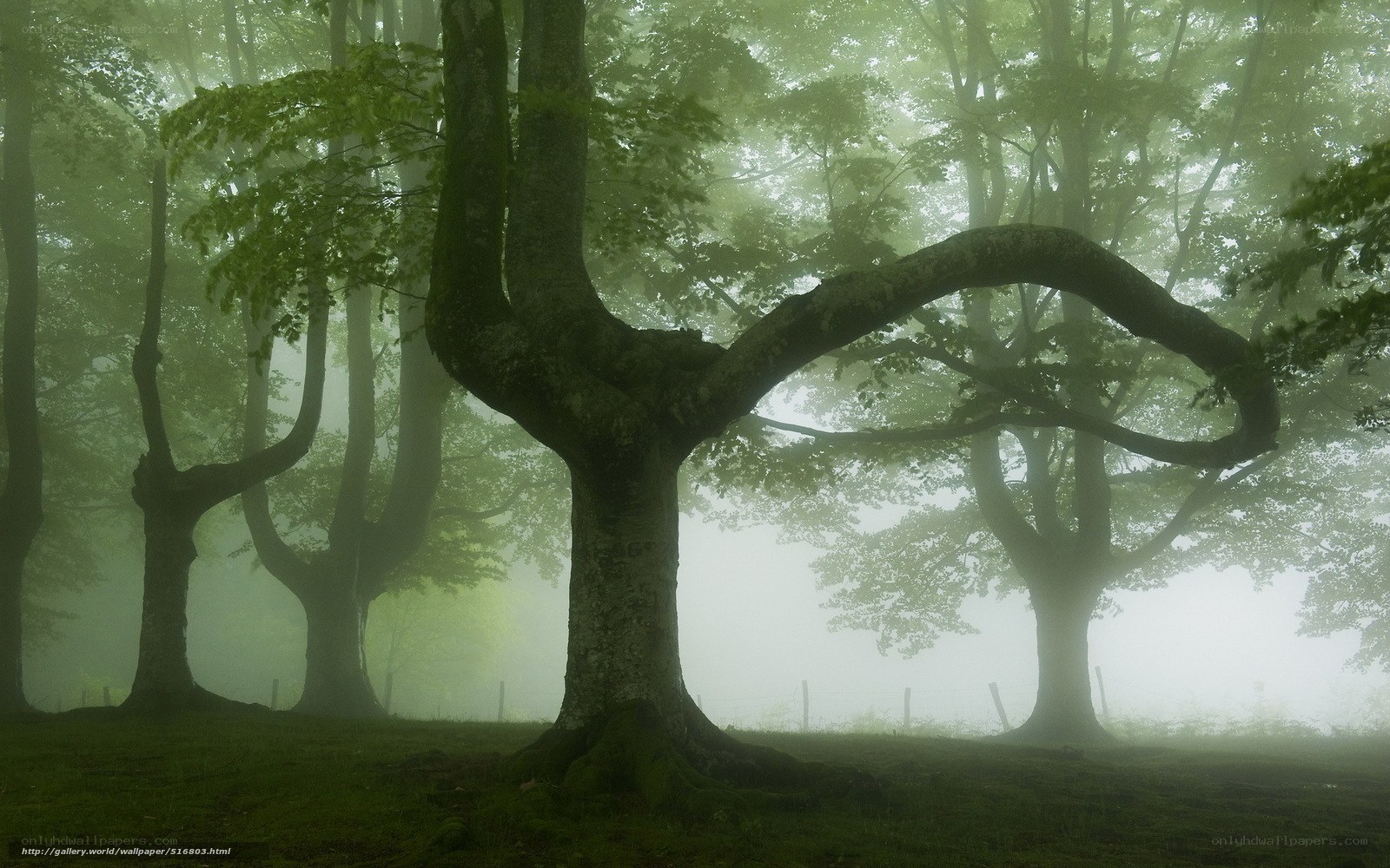 Misty forest with ancient trees