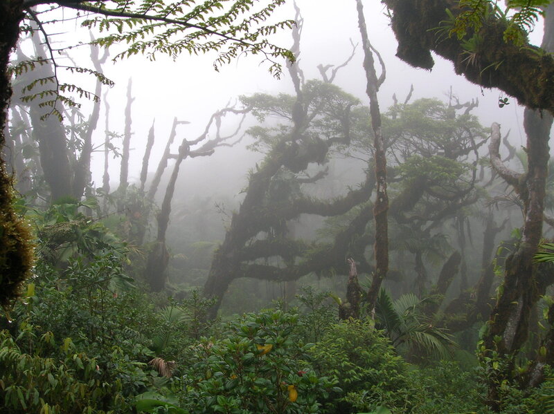 Misty forest with ancient trees