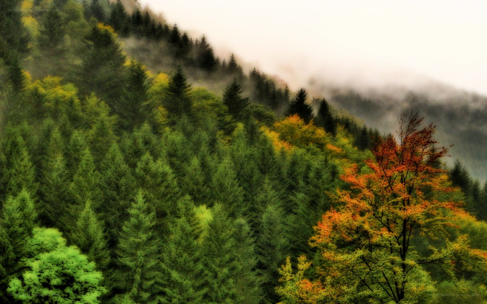Misty forest with autumn colors