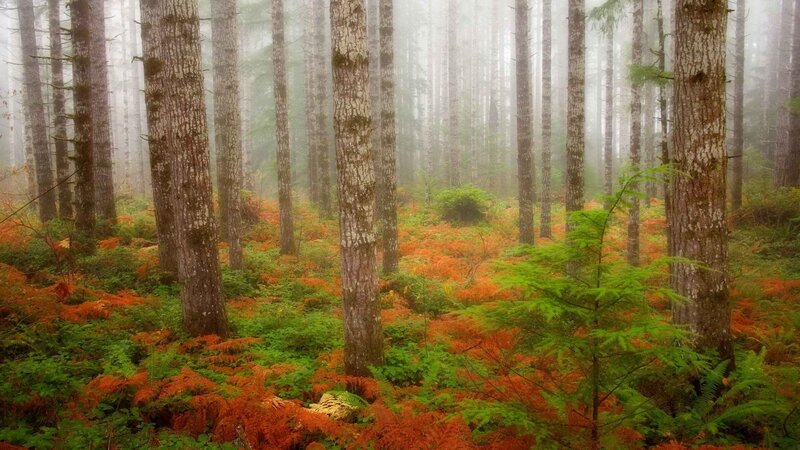 Misty forest with autumn ferns