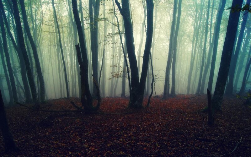 Misty forest with autumn leaves