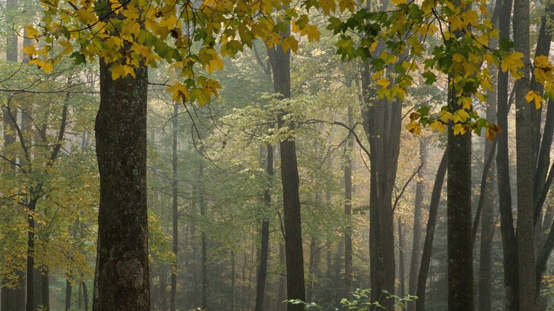 Misty forest with autumn leaves