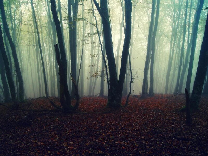 Misty forest with autumn leaves