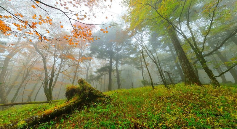 Misty forest with autumn leaves